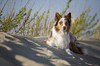 lying Australian Shepherd