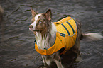 bathing Australian Shepherd