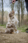 young Australian Shepherd