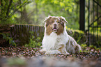 lying Australian Shepherd