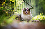 lying Australian Shepherd