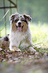 lying Australian Shepherd