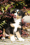 Australian Shepherd Puppy