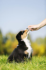 Australian Shepherd Puppy