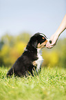 Australian Shepherd Puppy