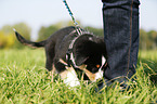 Australian Shepherd Puppy