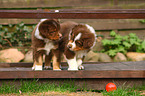 Australian Shepherd puppies