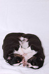 Australian Shepherd Babies