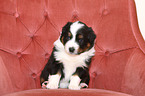 Australian Shepherd puppy