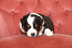 Australian Shepherd puppy