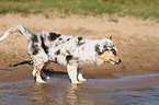 Australian Shepherd puppy