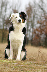 sitting Australian Shepherd