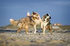 2 Australian Shepherds