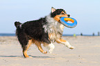 playing Australian Shepherd