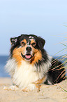 lying Australian Shepherd