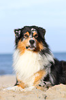 lying Australian Shepherd