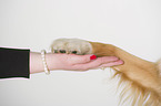 Australian Shepherd gives paw