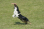 playing Australian Cattle Dog