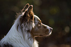 Australian Shepherd Portrait