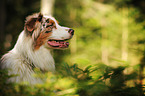 Australian Shepherd Portrait
