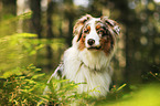 Australian Shepherd Portrait