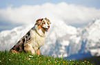 sitting Australian Shepherd