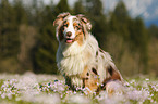 Australian Shepherd Portrait