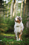 standing Australian Shepherd