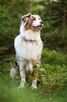 sitting Australian Shepherd