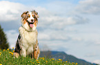 sitting Australian Shepherd