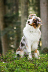 sitting Australian Shepherd