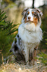 sitting Australian Shepherd
