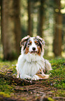 lying Australian Shepherd