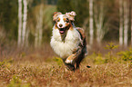 running Australian Shepherd