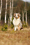 sitting Australian Shepherd