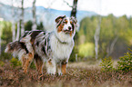 standing Australian Shepherd