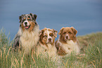 3 Australian Shepherds