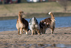 3 Australian Shepherds