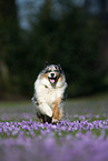 running Australian Shepherd