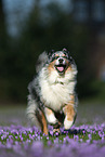 running Australian Shepherd