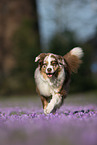 running Australian Shepherd