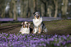 2 Australian Shepherds