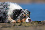 lying Australian Shepherd