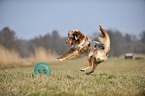 playing Australian Shepherd