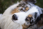 Australian Shepherd eyes