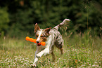 playing Australian Shepherd