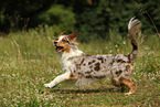 running Australian Shepherd
