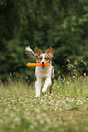 playing Australian Shepherd