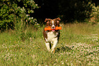 playing Australian Shepherd