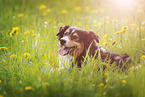 Australian Shepherd Portrait